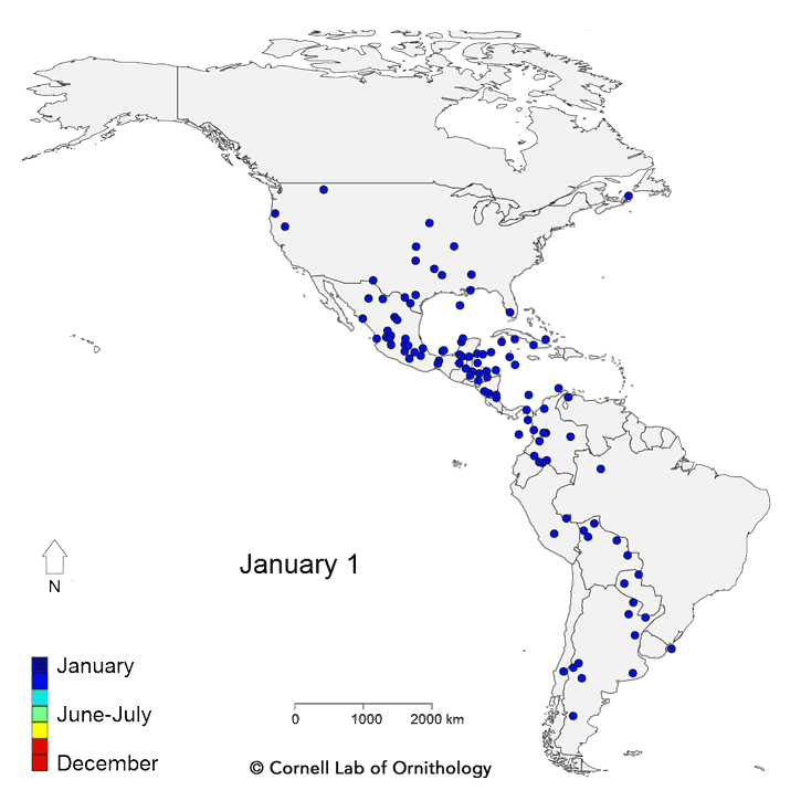 animated map of bird species migrating in western hemisphere
