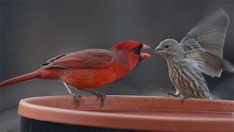 Northern Cardinal is agressive towards a House Finch at a feeder. Photo by Deborah Bifulco via Birdshare