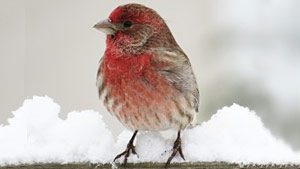 A House Finch rests on a porch railing in Michigan. photo by Emily Tornga
