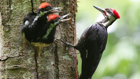 Pileated woodpecker father feeds his youngsters. Photo by QC52 via Birdshare.