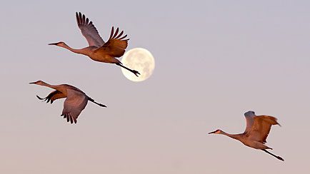 Sandhill Cranes by by Georgia Wilson, Florida, the 2014 photo contest winner. Watch for the first migrating Sandhill Cranes to move north in the Great Plains of the United States during the GBBC.