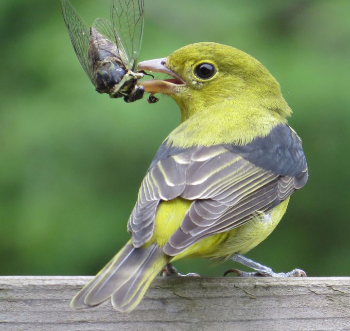 A Scarlet Tanager with a cicada. Photo by platteter via Birdshare.