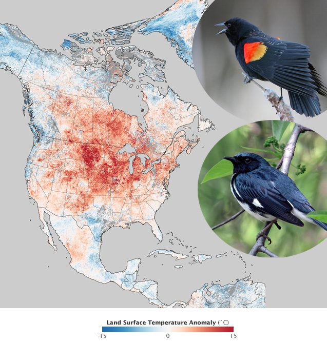 The 2012 March temperatures were above normal. Red-winged Blackbirds (above) are among the short-distance migratory species that seem able to adapt to regional weather extremes. Long-distance migrants like this Black-throated Blue Warbler seem more vulnerable to extreme spring climate events. Image: NASA Earth Observatory image by Jesse Allen. Red-winged Blackbird by Ted Schroeder, Black-throated Blue Warbler by Kevin Bolton via Birdshare.