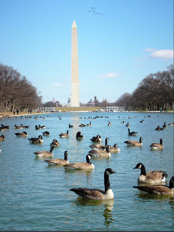 Canada Geese in Washington D.C. Photo by Sujit Mahapatra via Birdshare.