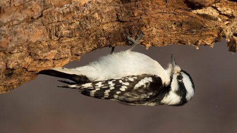 Downy Woodpecker by Ray Hennessy via Birdshare