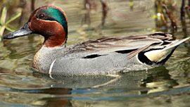 Green-winged teal