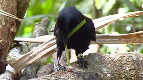 New Caledonian crow using a tool. By Gavin Hunt