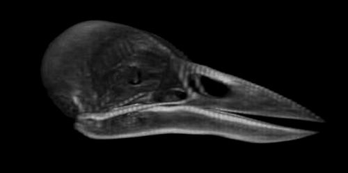 CT scan of the skull of a New Caledonian Crow. Note the straight and short bill compared to the images below.
