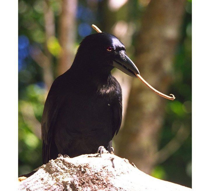 The crow’s unique bill allows it to hold a tool tightly and see what it is doing as it forages for beetle grubs. Image courtesy of Gavin Hunt, University of Auckland.