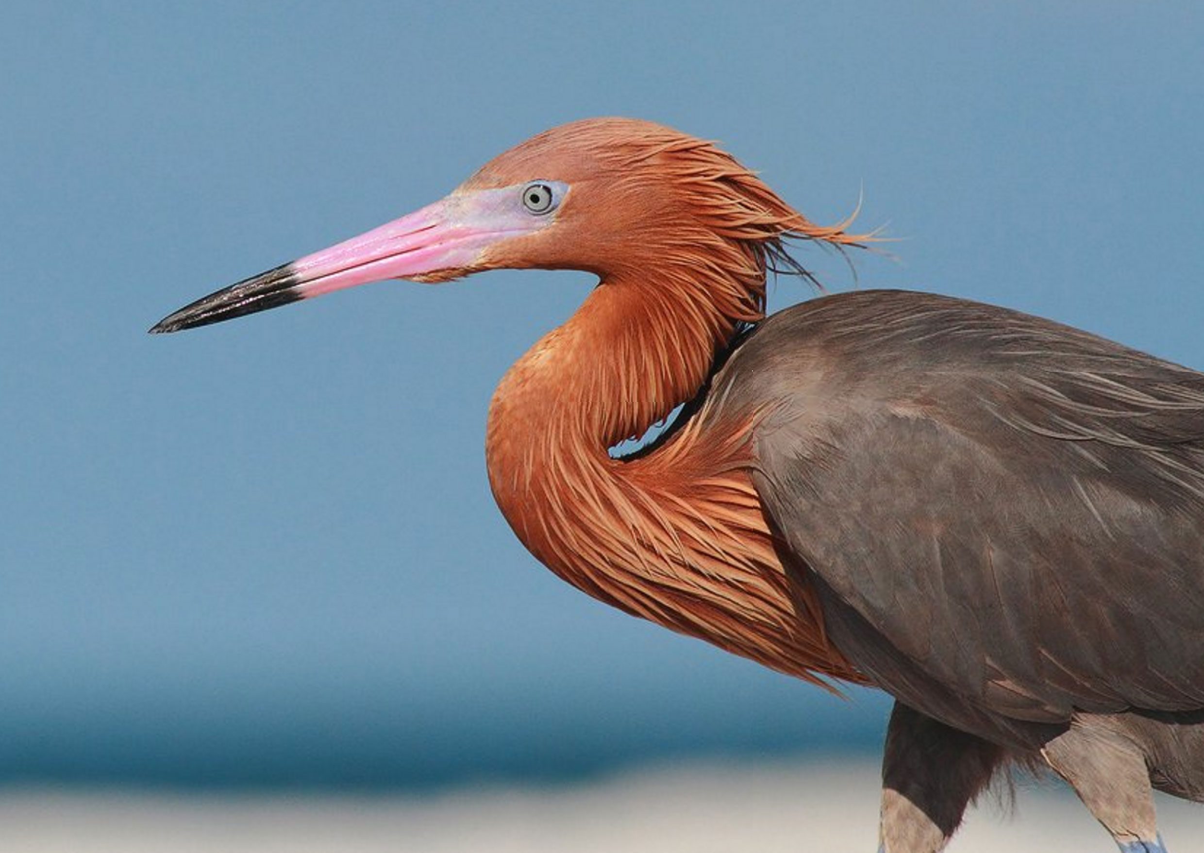 The beautiful Reddish Egret breeds in both the U.S. and Cuba. It is a declining species. Photo by Phillip Simmons via Birdshare.