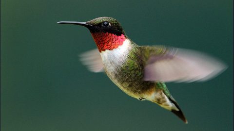 Ruby-throated Hummingbirds may travel more than 1000 miles without stopping. Photo by Gary Fairhead via Birdshare.
