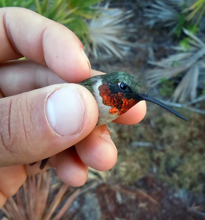 A male Ruby-throated Hummingbird just before release during the study. Photo by B. Dossman.