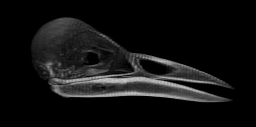 The CT scan of a Rook skull reveals a curved bill, but much straighter than most other crows.