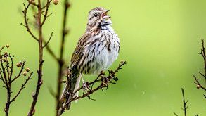This Song Sparrow knows how to belt out the dawn song. photo by Laura Frazier