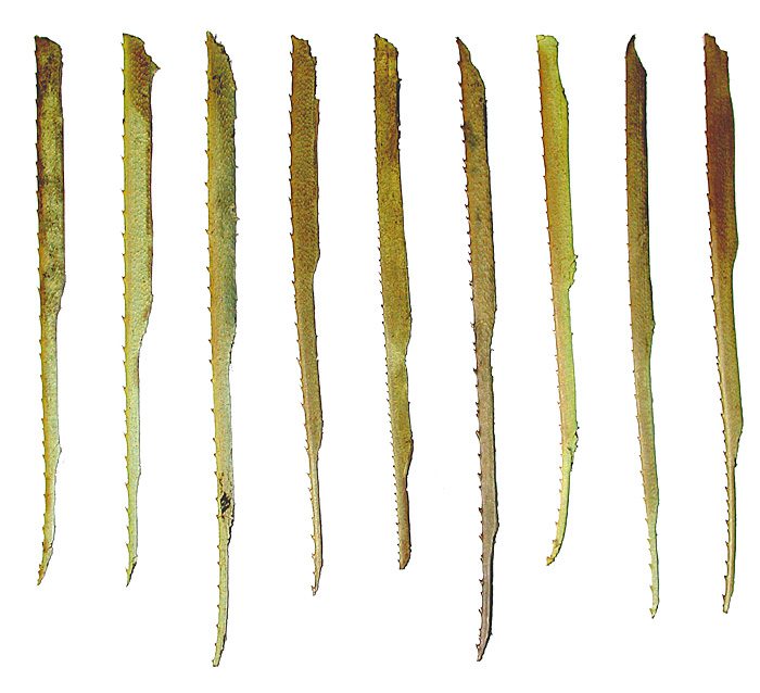 Barbed pandanus leaf stepped tools. Image by Gavin Hunt/University of Auckland