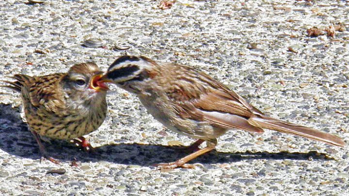 A White-crowned Sparrow feeds its young fledgling. Photo by Dick Perkins.