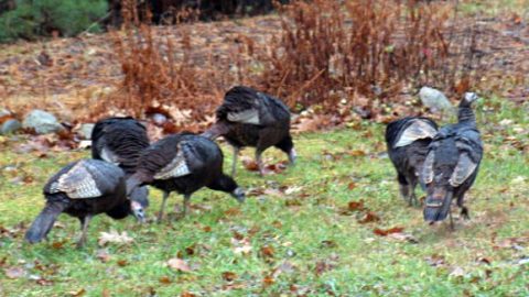 Wild Turkeys in Maine. Photo by Jeff Hawkins