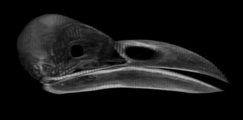 A CT scan of a"regular" crow reveals a much more curved a robust bill. Manipulating a small tool would be more difficult with a larger bill.