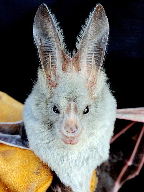 A Heart-nosed bat, Cardioderma cor in Kenya. Photo by Holly Lutz