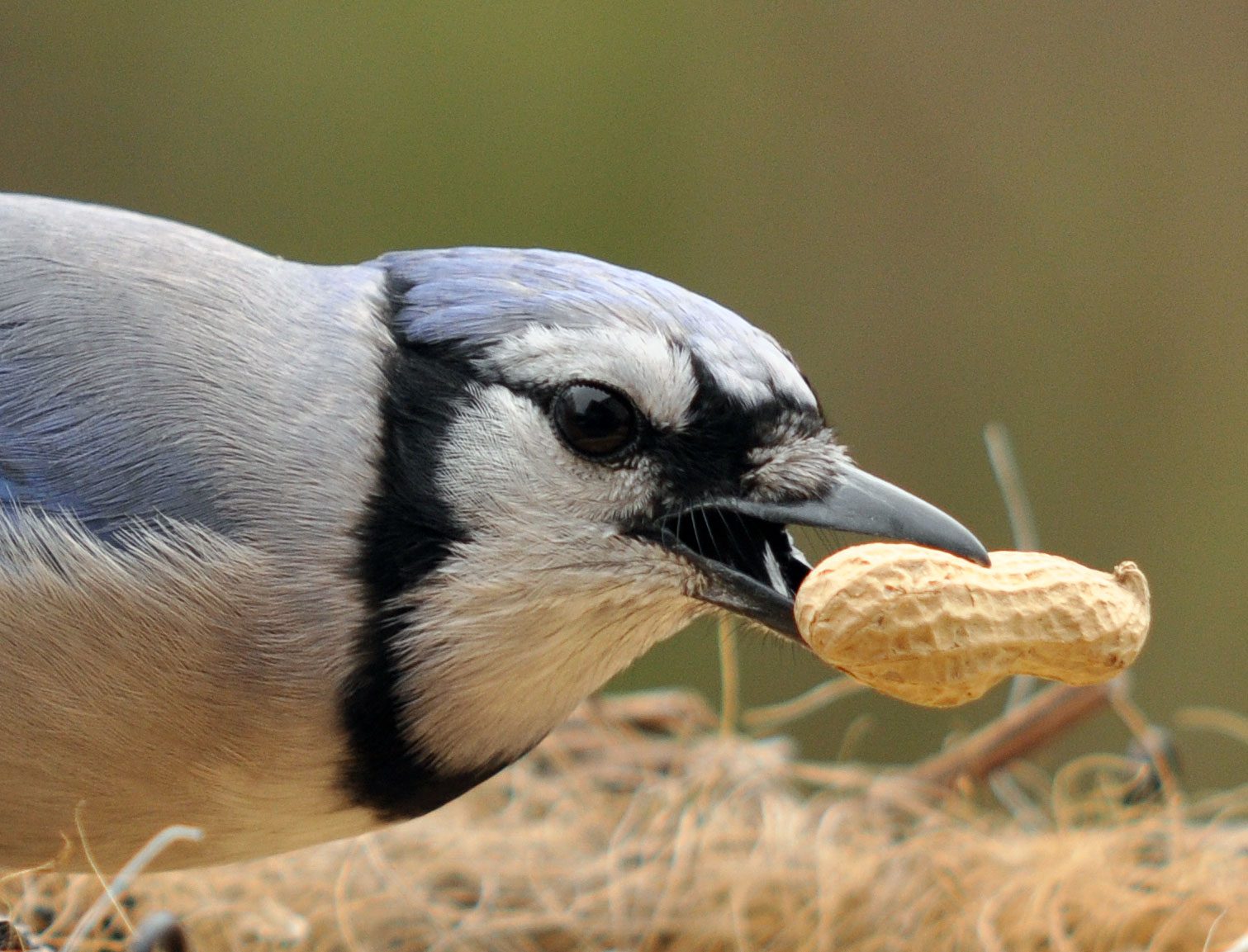 A Blue Jay has a special adaptation so it can grab a few big peanuts at one time. Photo by Deborah Bifulco via Birdshare.