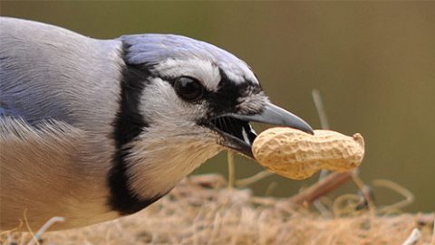 Blue Jay gathering a peanut. Photo by Deborah Bifulco via Birdshare.