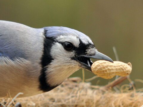 Close up of a blue, white and black bird picking up a peanut.