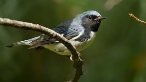 Black-throated Blue Warblers have a high mortality rate during migration. photo © Mike Bourdon