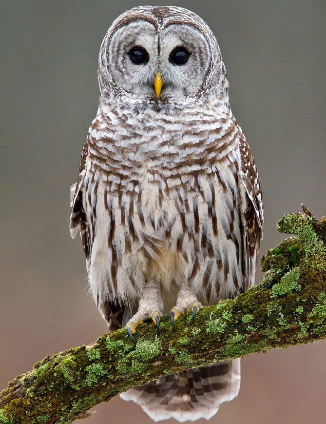 barred Owl by Glenn Bartley/Minden Pictures