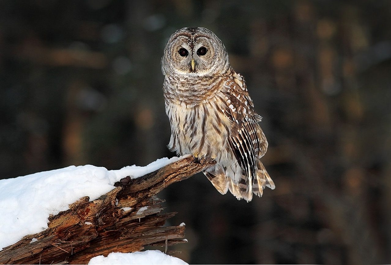 Barred Owl by Gary Fairhead via Birdshare.
