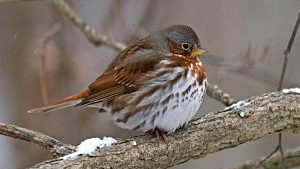 Fox Sparrow seen in Missouri, its normal winter range. photo © Gary Mueller