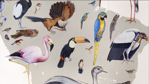 Wall of Birds by Jane Kim