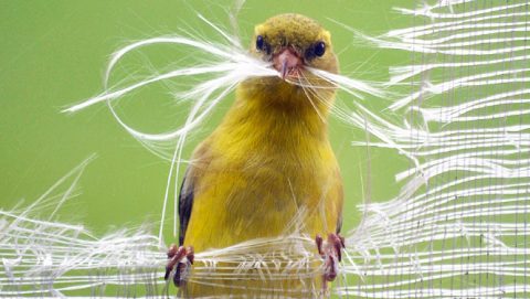 A goldfinch gathers nesting material from a window screen. Photo by Lori Buchman.