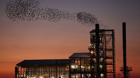 building lights and starlings by Ariel Leshinsky via birdshare