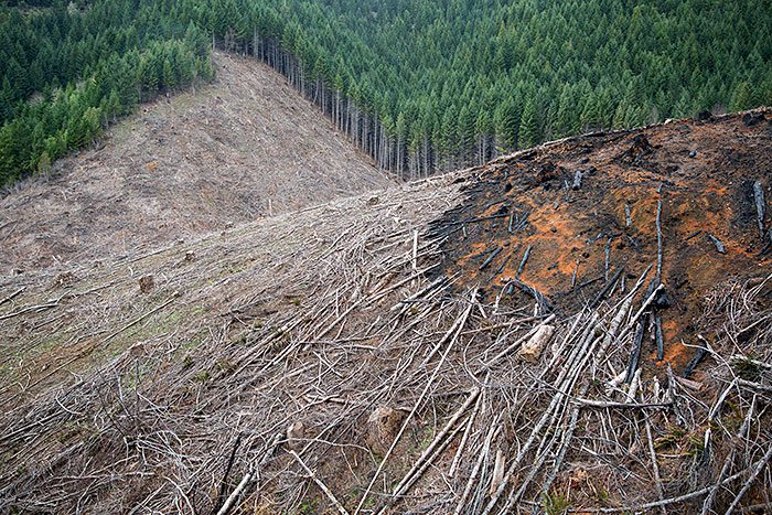 Logged private land. Photo by Terray Sylvester