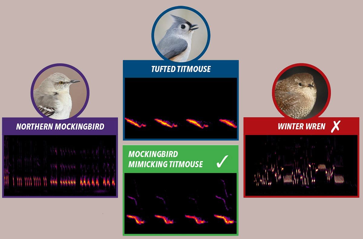 Mockingbirds sing long sequences that often include snippets of other birds’ songs (left). They can accurately mimic simple whistled phrases like the Tufted Titmouse’s song (center). But the Winter Wren’s rapid jumble of notes and trills (right) is too difficult, and mockingbirds don’t mimic them. Spectrograms from Macaulay Library of Natural Sounds/Cornell Lab. Images: Northern Mockingbird by Kim Caruso; Tufted Titmouse by Michele Black; Winter Wren by Linda Gail Price.