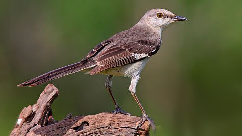 Northern Mockingbird by Gary Kramer