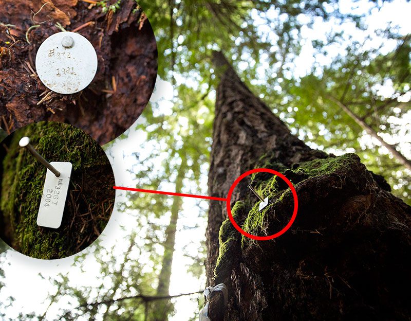 Metal tags mark former Spotted Owl nest trees in the Tyee study area. After Barred Owls moved into the territory a couple years ago, the resident Spotted Owl pair retreated into marginal habitat to nest for a year. Then they disappeared and researchers were unable to find them. Photos by Terray Sylvester.