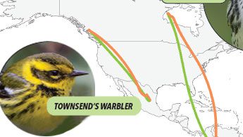 Townsend’s Warbler by Craig Kerns; Map courtesy of Frank La Sorte.