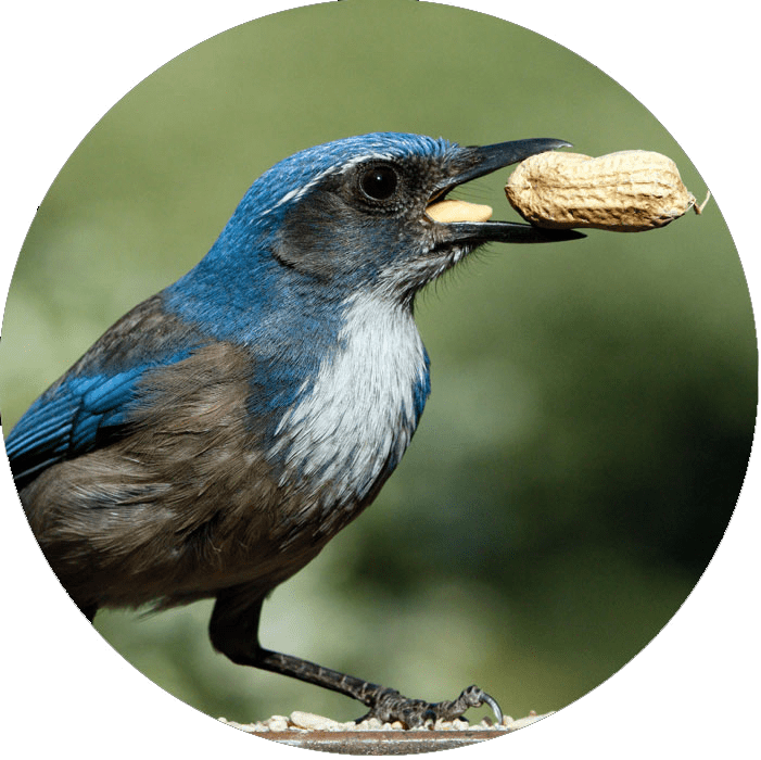 Blue and gray bird holds a peanut.