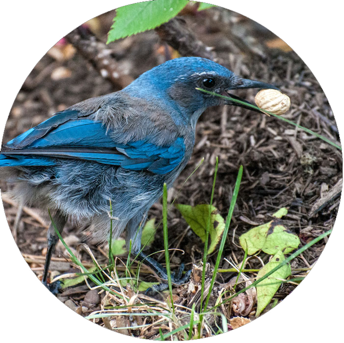 Blue and gray bird grabs a peanut. 