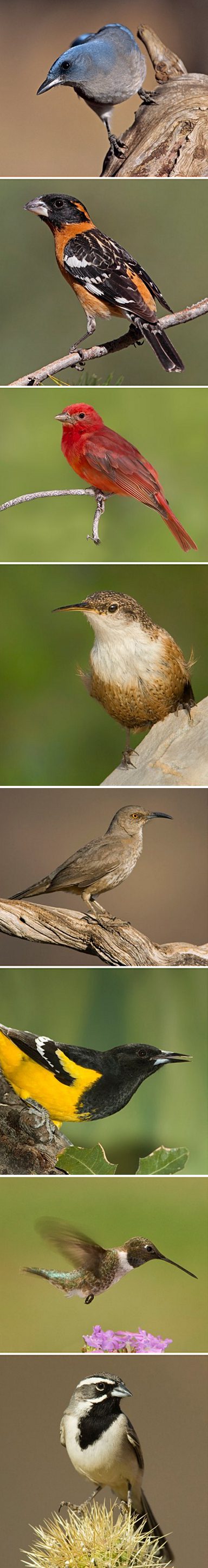 Top to bottom: Mexican Jay and Black-headed Grosbeak by Gary Kramer; Summer Tanager by David Speiser; Canyon Wren by Dave Welling; Curve-billed Thrasher and Scott’s Oriole by Tom Vezo/Minden Pictures; Black-chinned Hummingbird by Dave Welling; Black-throated Sparrow by Tom Vezo/Minden Pictures.