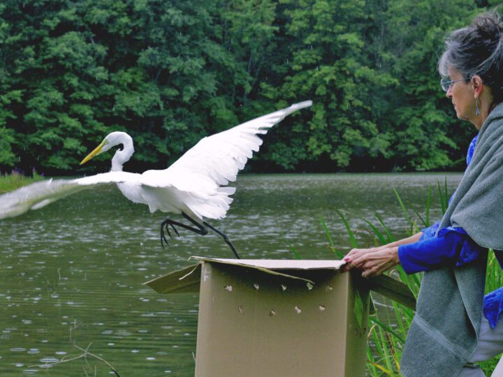 a white bird flies out of a box held by a woman near a body of water.