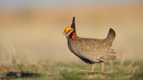 Lesser Prairie-Chicken by Gerrit Vyn