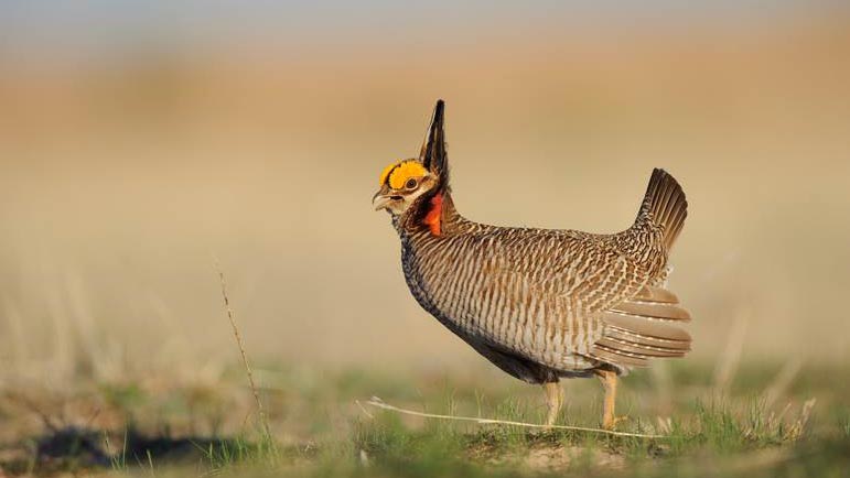 Lesser Prairie-Chicken by Gerrit Vyn