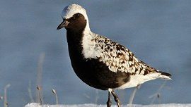 Black-bellied Plover by Ian Davies