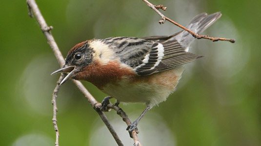 Bay-breasted Warbler by Cory 
