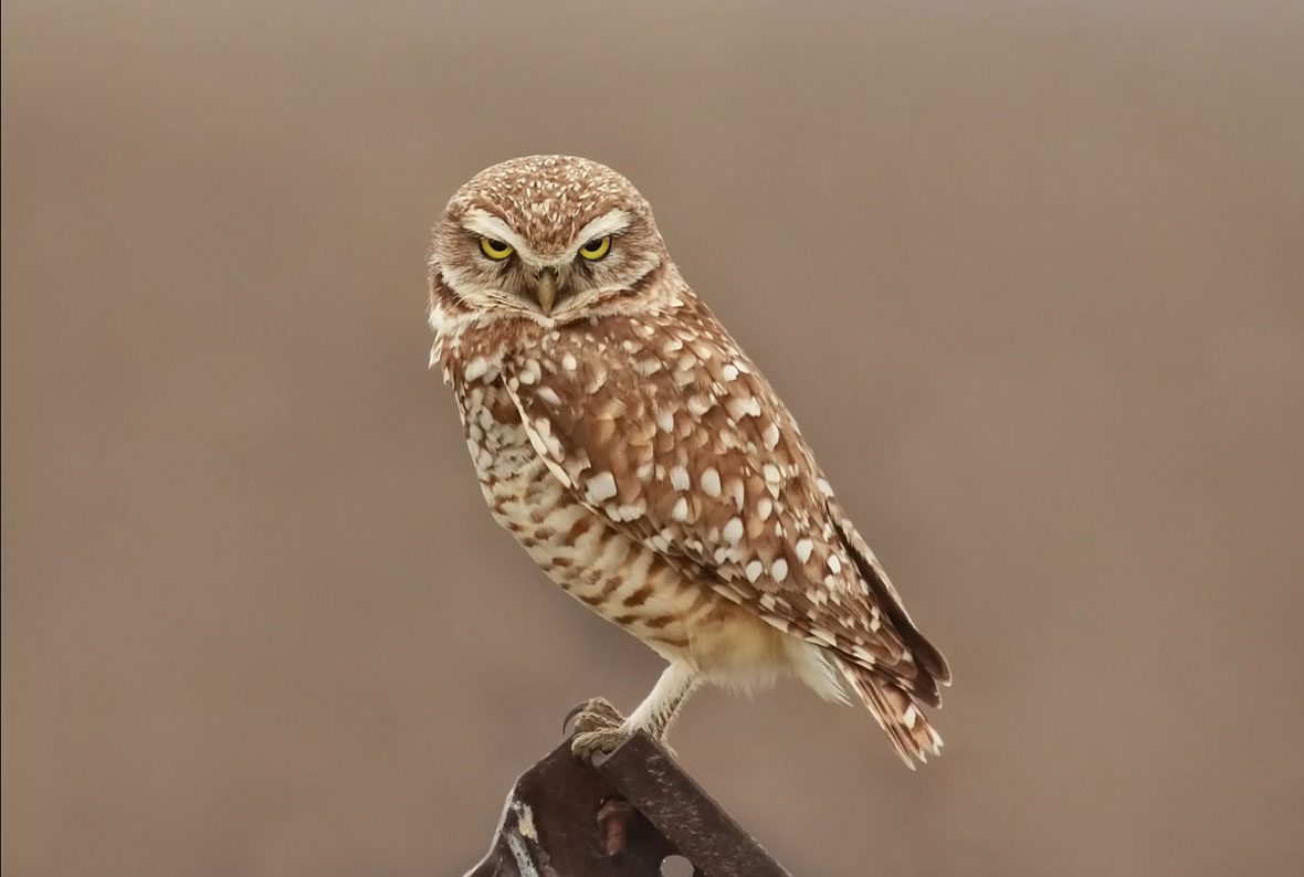 Burrowing Owl by Lora