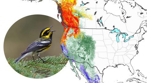 Townsend’s Warbler: Animated Abundance Map from State of North America