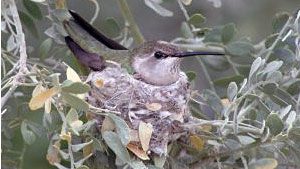 Hawks nearby? Good! This Black-chinned Hummingbird rests easy knowing that hawks will drive away (or eat) potential nest predators such as a raccoon or jay. photo © Ashley Cohrt