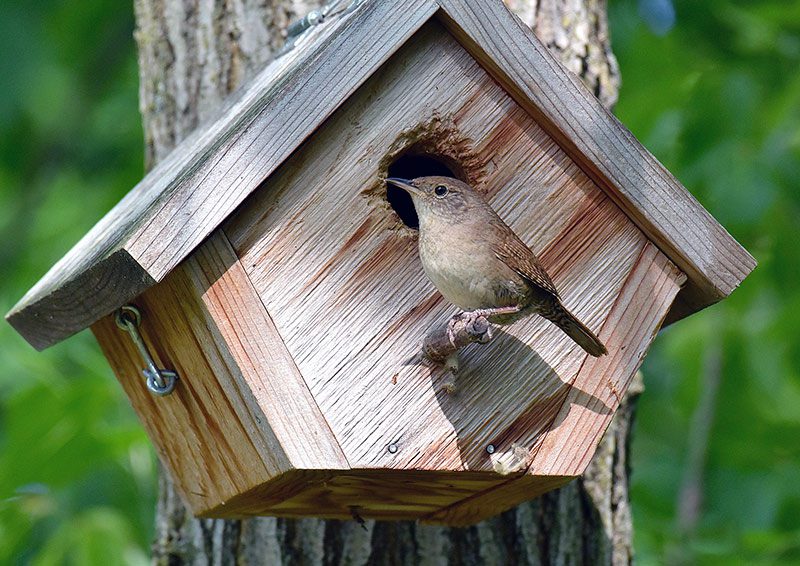 house Wren by Gordon Parker